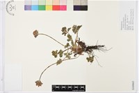 銀蓮花藏品圖，第1張