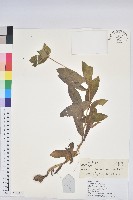 鉤腺大戟藏品圖，第1張