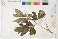 黃牡丹藏品圖，第1張