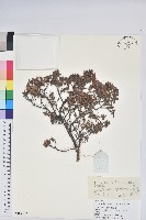 地毯杰鵑花藏品圖，第1張