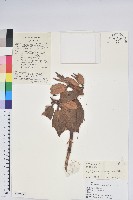 白雪杜鵑藏品圖，第1張