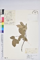 南燭藏品圖，第1張