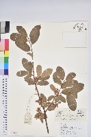 南燭藏品圖，第1張