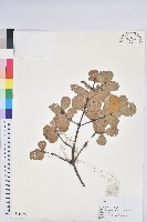 登錄號:S169797藏品圖，第1張