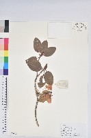 山育杜鵑藏品圖，第1張