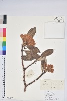 粉鐘杜鵑藏品圖，第1張