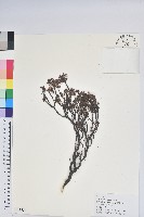 永寧杜鵑花藏品圖，第1張