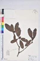 白毛粉鐘杜鵑藏品圖，第1張