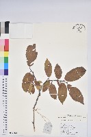 登錄號:S169894藏品圖，第1張