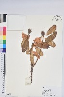 黃杯杜鵑藏品圖，第1張