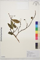 雲南勾兒茶藏品圖，第1張