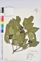 白臼藏品圖，第1張