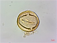 石苓舅藏品圖，第2張