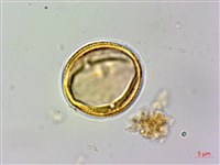 石苓舅藏品圖，第3張