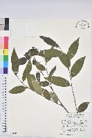 披針葉饅頭果藏品圖，第1張