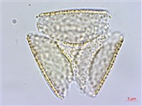 銀蓮花藏品圖，第1張