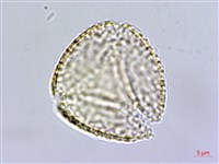 銀蓮花藏品圖，第3張