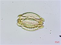 棋盤腳樹藏品圖，第2張