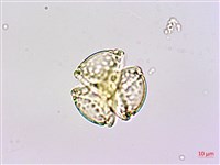 水茄苳、穗花棋盤腳樹藏品圖，第1張