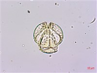 水茄苳、穗花棋盤腳樹藏品圖，第3張