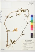 繡球藤藏品圖，第1張