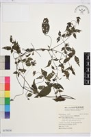 彭氏鐵線蓮藏品圖，第1張