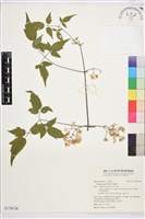 串鼻龍藏品圖，第1張