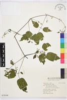 串鼻龍藏品圖，第1張