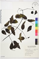 柱果鐵線蓮藏品圖，第1張