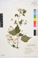 串鼻龍藏品圖，第1張