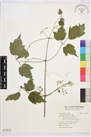 串鼻龍藏品圖，第1張