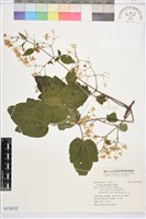 串鼻龍藏品圖，第1張