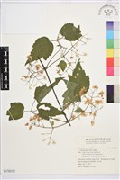 串鼻龍藏品圖，第1張