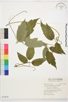 銹毛鐵線蓮藏品圖，第1張