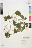 串鼻龍藏品圖，第1張