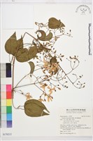 麥氏鐵線蓮藏品圖，第1張