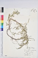 小返魂藏品圖，第1張