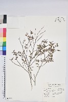 毛蕊花藏品圖，第1張