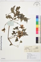 甘青鐵線蓮藏品圖，第1張