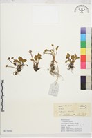 鴉跖花藏品圖，第1張