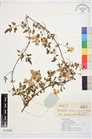 薄葉鐵線蓮藏品圖，第1張