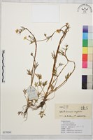 高原毛茛藏品圖，第1張