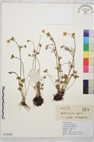 高原毛茛藏品圖，第1張