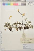 矮金蓮花藏品圖，第1張