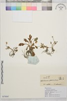 雲南毛茛藏品圖，第1張