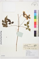 甘青鐵線蓮藏品圖，第1張