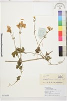 長花鐵線蓮藏品圖，第1張