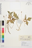 淡紫翠雀花藏品圖，第1張