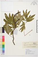 黃牡丹藏品圖，第1張