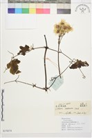 長花鐵線蓮藏品圖，第1張